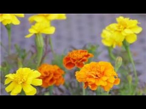 Bahçe İpuçları: Nasıl Bir Kadife Çiçeği Çiçek Yetişir Mi?