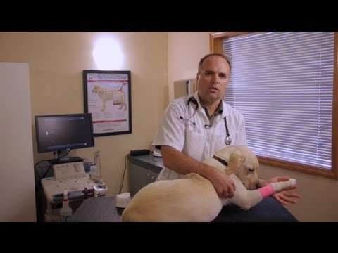 Nasıl Bacaklar s : Evcil hayvan Sağlık\Yaraları Tedavi etmek İçin Bir Köpek 