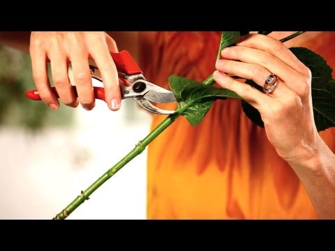 Nasıl Çiçek Düzenleme İçin Hazırlamak İçin | Düğün Çiçekleri