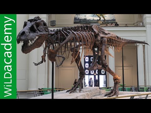 Dinozor Fight - Sue Dinozor Hikayesi