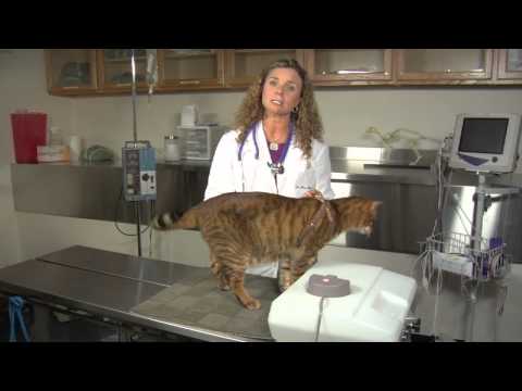 Nasıl Bir Boğaz Ağrısı İle Bir Kedi Yardımcı Olmak İçin : Kedi Sağlık Ve Davranış