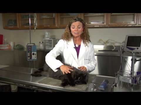Nasıl Pedleri Arasında Kedi Üzerinde Saç Kesme : Kedi Sağlık Ve Davranış