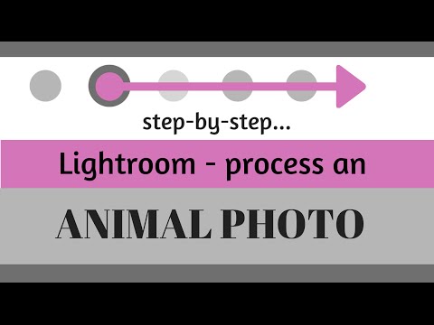 Düzenleme Ve Adobe Lightroom Hayvan Fotoğraf Geliştirmek